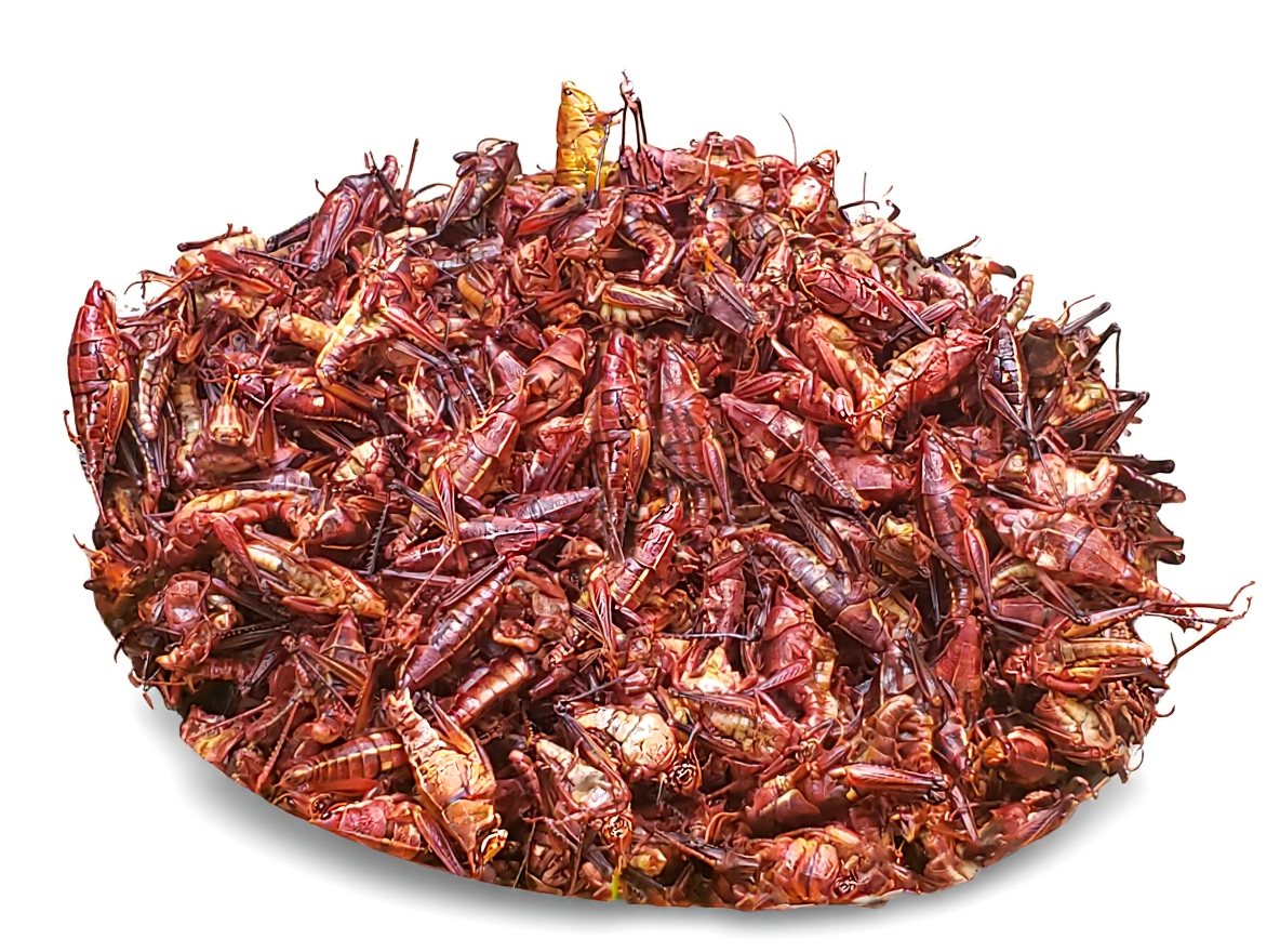 Escamol.com | Proveedor de Insectos Comestibles Gourmet en México