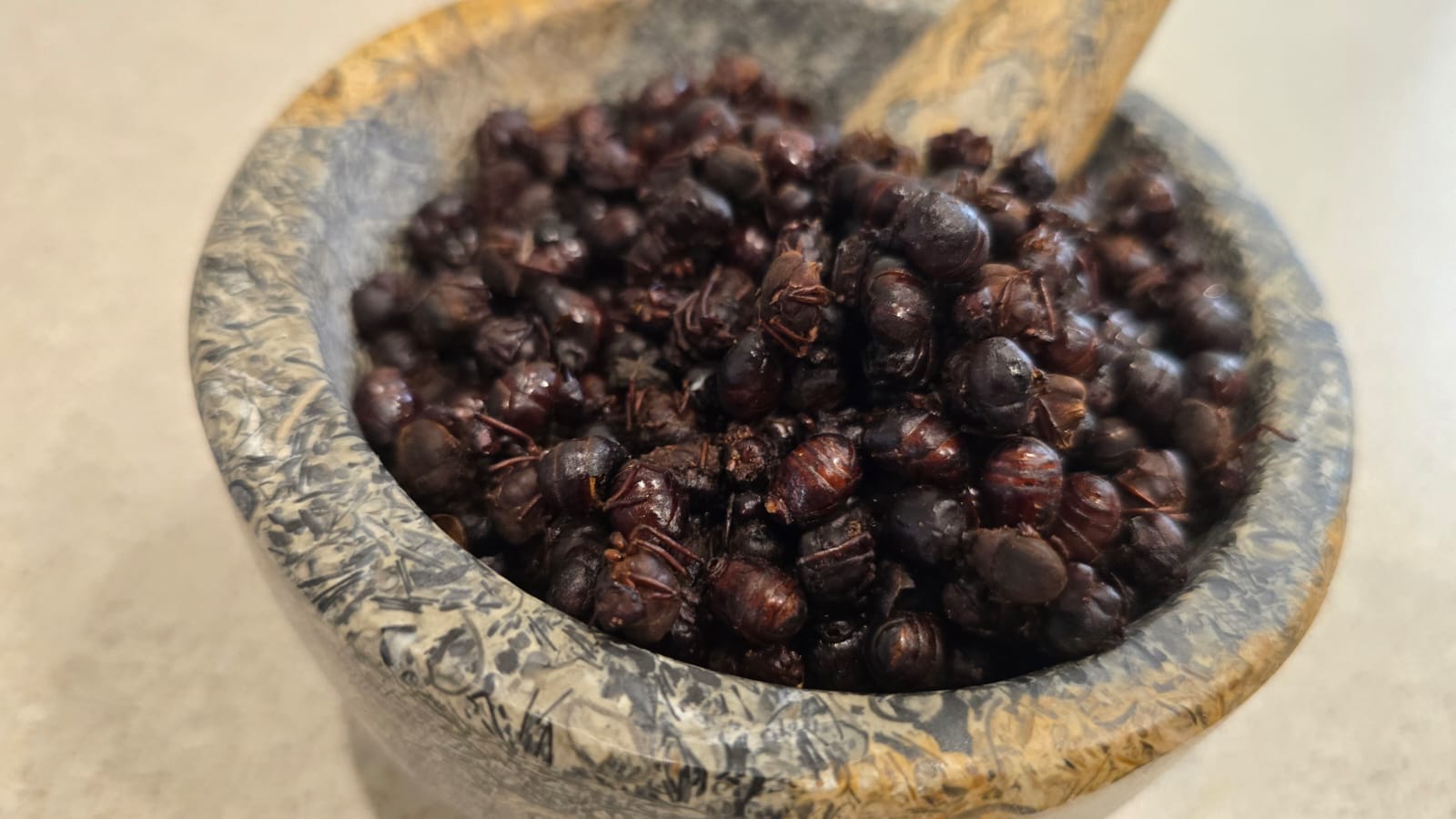 Escamol.com | Proveedor de Insectos Comestibles Gourmet en México