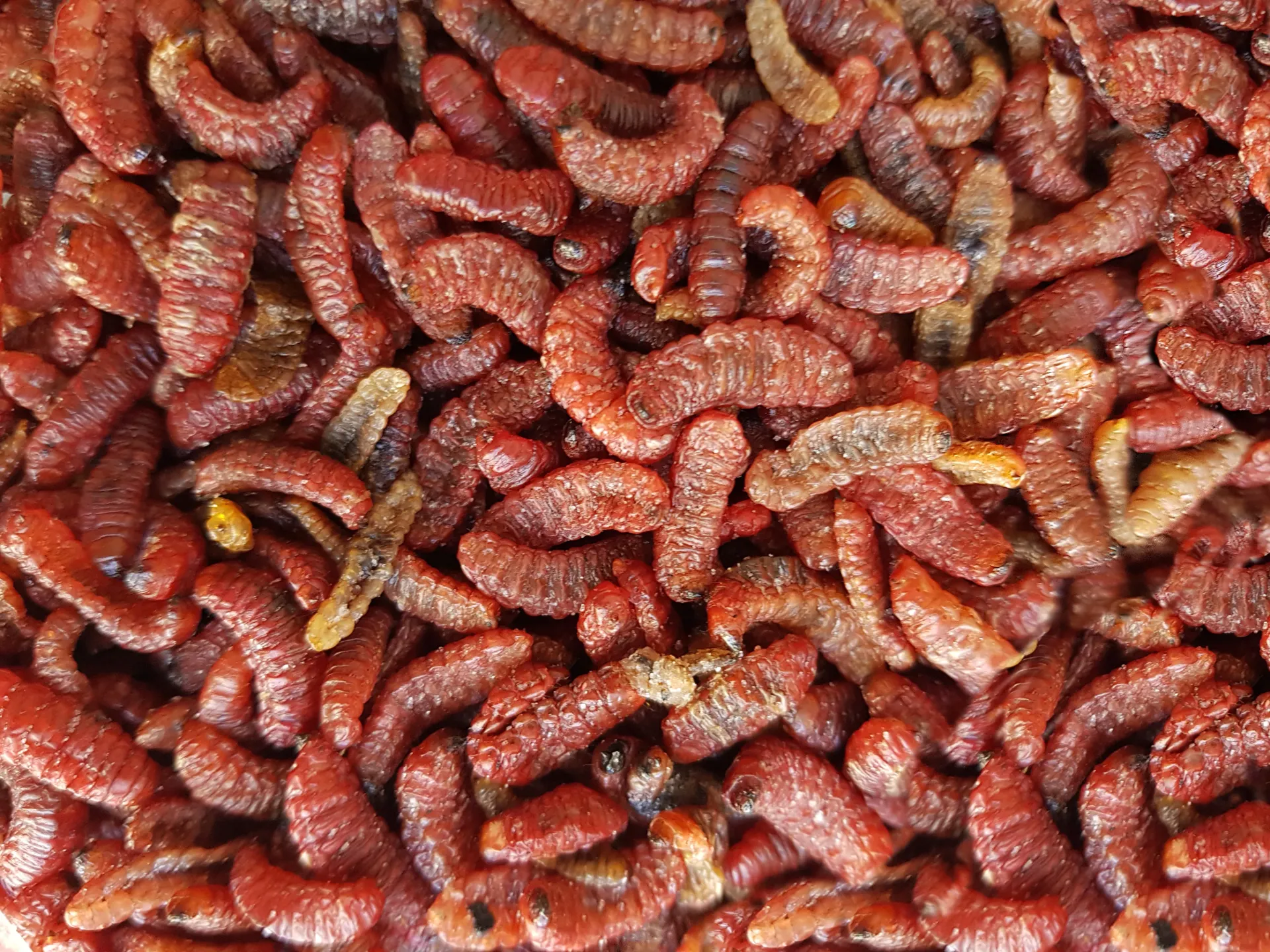 Gusano Rojo de Maguey Deshidratado / Kg