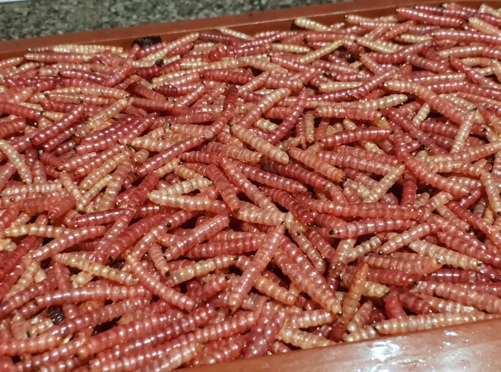 Gusano Rojo De Maguey Dorado por Kg