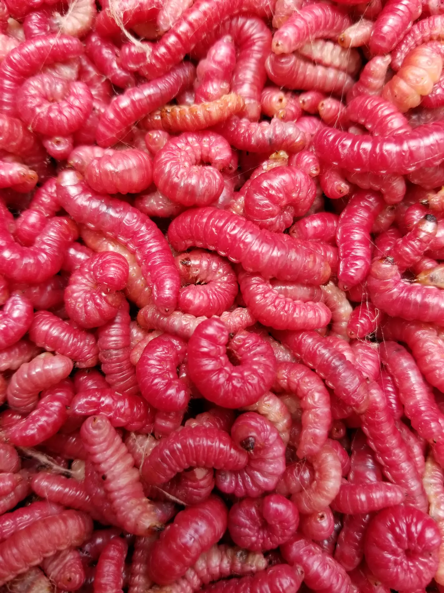 Gusano Rojo De Maguey Vivo/kg PT