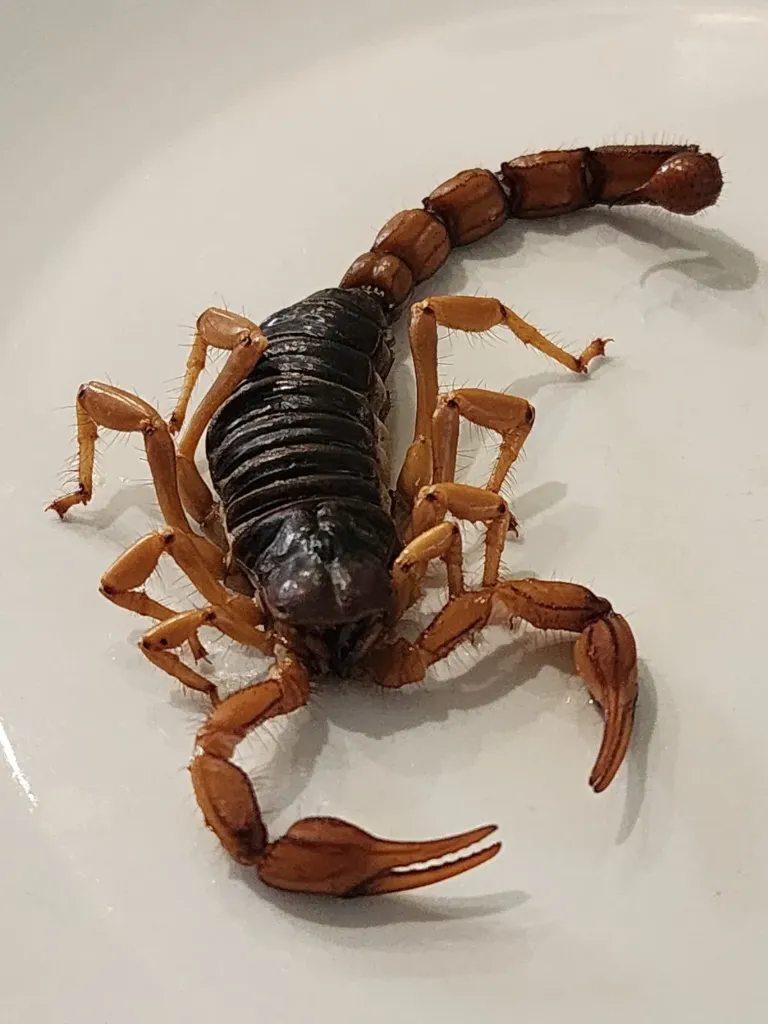 Alacrán Jumbo en Mezcal