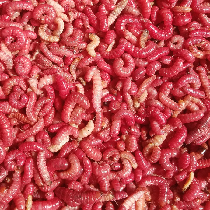 Gusano Rojo De Maguey Congelado / kg