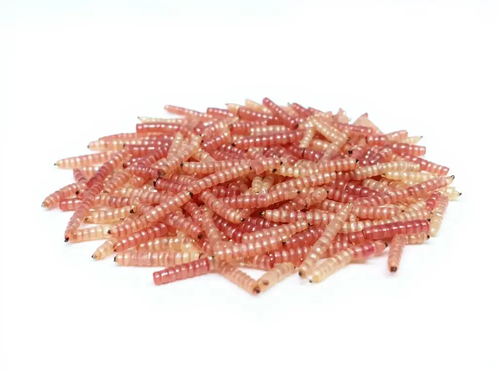 Gusano Rojo De Maguey Dorado por Kg