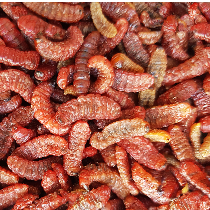 Gusano Rojo de Maguey Deshidratado / Kg