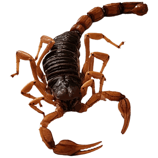 Alacrán Jumbo en Mezcal