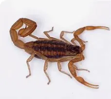 Alacrán Para Coctelería