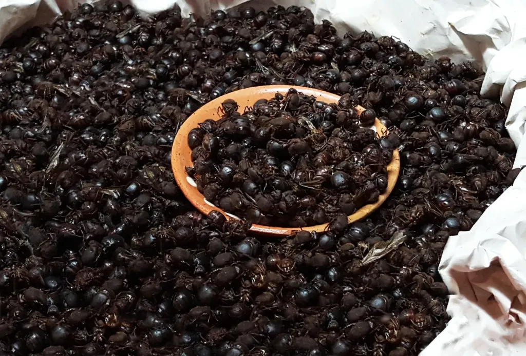 Hormiga Chicatana Asada/ Kg