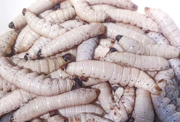 Gusano Blanco de Maguey 80/20 - Paquete 10 pz.