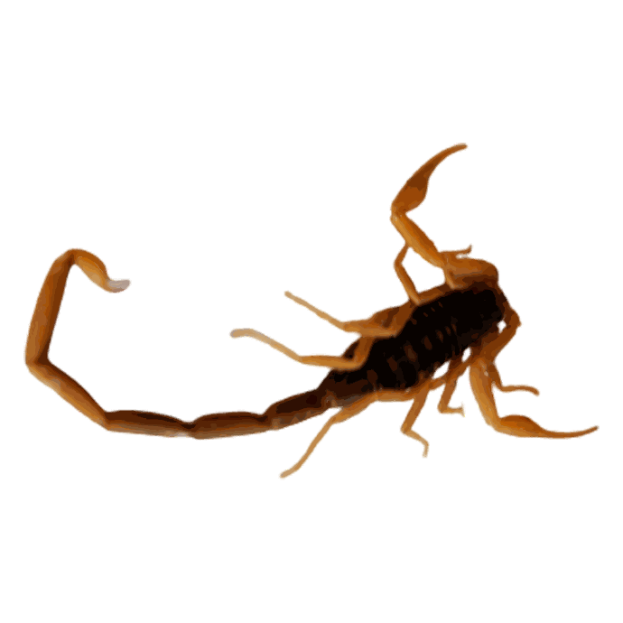 Alacrán Para Coctelería