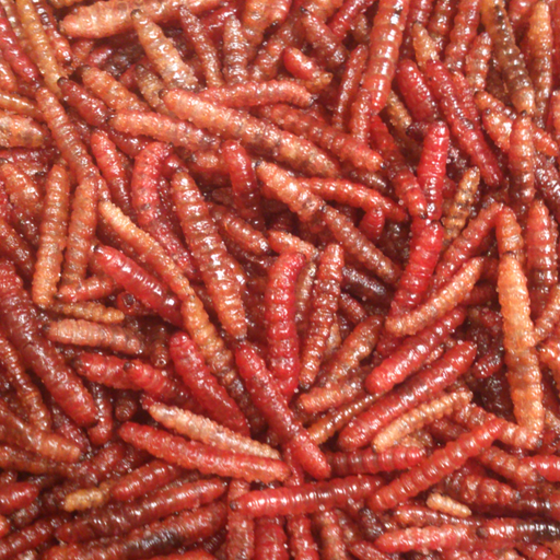 Gusano Rojo De Maguey Dorado por Kg